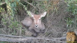 Baby Waterbuck vs Jackal