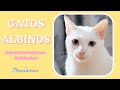 Gatos Albinos: Características y cuidados 😺