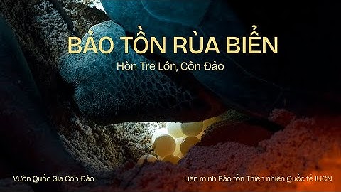 BẢO TỒN RÙA BIỂN TẠI CÔN ĐẢO - HÒN TRE LỚN 8/2024
