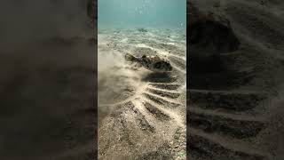 The Master Architect of the Ocean: How the Pufferfish Builds Giant Sand Circles #pufferfish