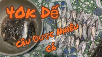 Chia Sẽ Điểm Câu Biên Giới Câu Cá Rô Đồng Thác Lác Tra Thiên Nhiên