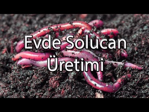 Video: Solucanlar Nasıl Saklanır