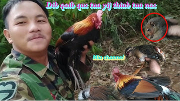 ต่อไก่ป่า ยีงนก และ กะรอก Dib qaib qus dib yij thiab tua nas