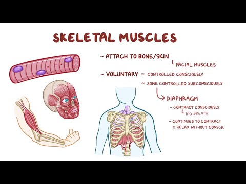 Vidéo: Anatomie, Diagramme Et Fonction Du Système Musculaire - Healthline