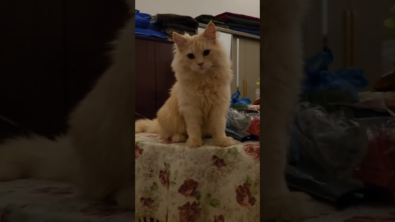 is my cat my cat name~oyen and or frenky cutiee ❤❤🥰