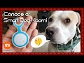 Conoce a: Smart Dog de Xiaomi