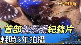 耗時5年拍攝 首部紫斑蝶紀錄片 |【民生八方事】| 2022042005 @gtvnews27