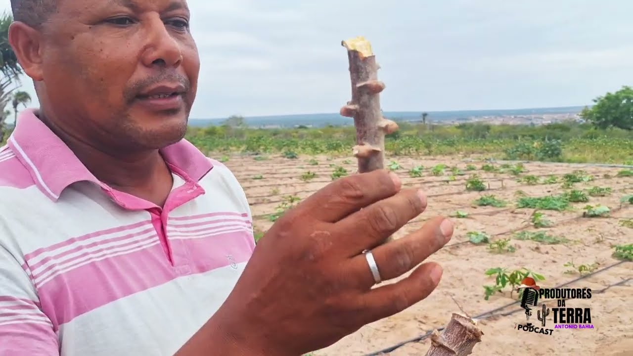 Como Planta Mandioca em Solo Arenoso dicas  de uma boa Produção da Cultura 🤠🌵