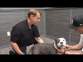 Las Vegas doctor practices as dog chiropractor for over 20 years