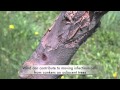 Fire Blight And Cankers Fire Blight And Cankers