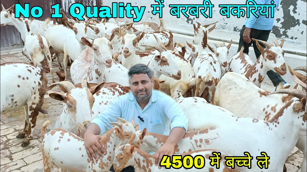 No 1 Quality Barbari Goats & Kids available for sale