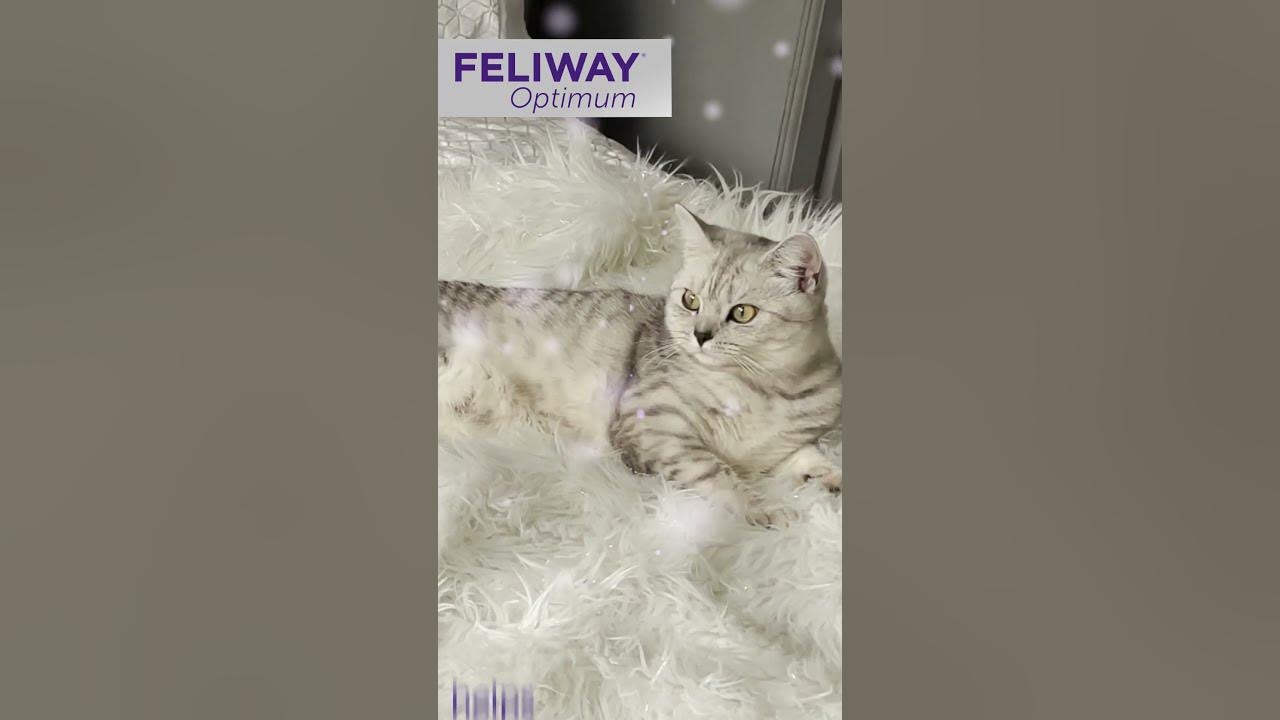 How to Stop a Cat from Spraying. FELIWAY Optimum helps solve common signs  of stress #shorts 