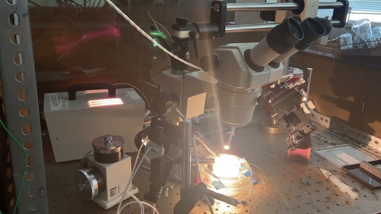 Intracellular recording