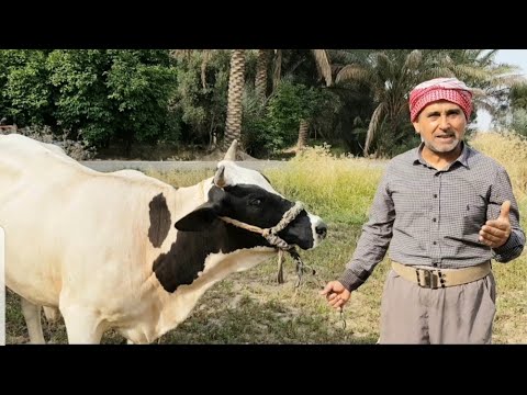 فيديو: ما هي علامات الشبق؟