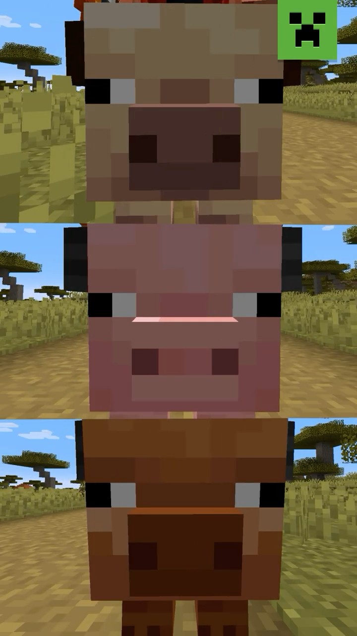 READY, SET....OINK! ?