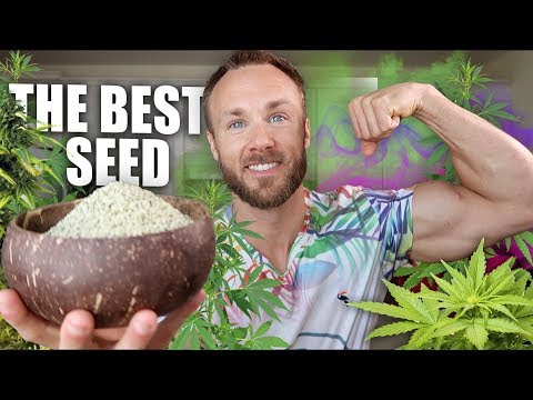 HEMP SEEDS ARE AMAZING & WHY YOU SHOULD EAT THEM!