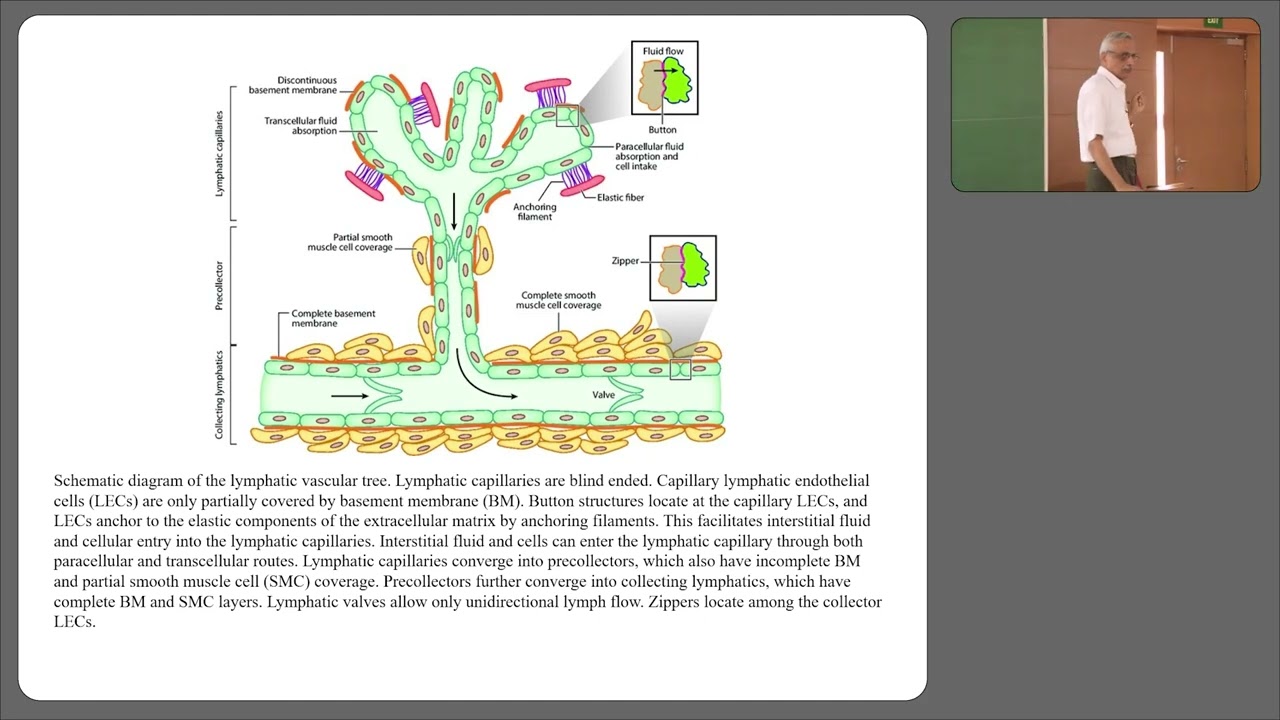 Lymphatic system