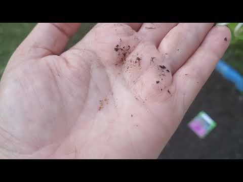 Vídeo: Blueberry Stem Blight Treatment - Aprenda sobre a praga do caule dos arbustos de mirtilo