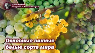 Основные винные белые сорта винограда