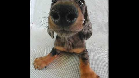 Wiener Dogs; a dedication to Maple