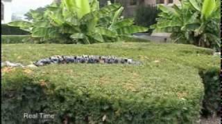 Modsnake: Hedge Roll