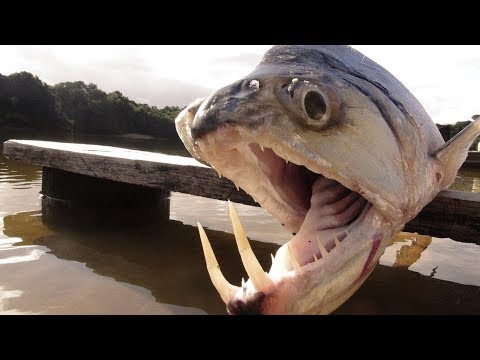 10 Najniebezpieczniejszych i Przerażających Stworzeń Rzeki Amazonki