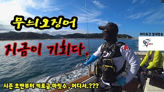 무늬오징어 팁런 선상낚시 키로급 마릿수 어디서 나오나? 샤크리,  지금이 기회다