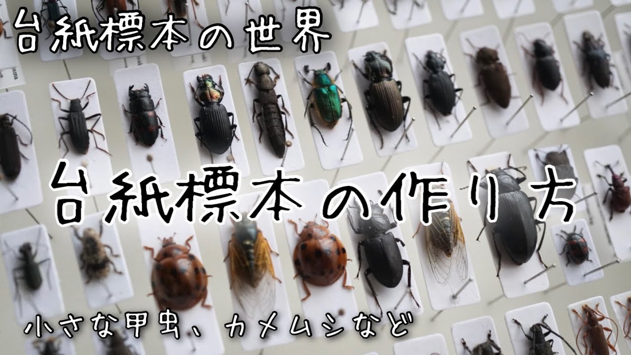 昆虫標本 台紙標本の簡単な作り方 小さい甲虫やカメムシなどを台紙に貼り付ける方法 Youtube