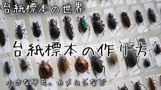 【昆虫標本】台紙標本の簡単な作り方【小さい甲虫やカメムシなどを台紙に貼り付ける方法】