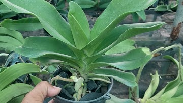 lan ngọc điểm rừng bóc trụ,đai trâu thái thuần giá rẻ. sđt, zalo 0987157820