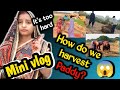How do we harvest Paddy ?Mini vlog ।।All process of getting rice 🌾🌾🌾 धान की कटाई