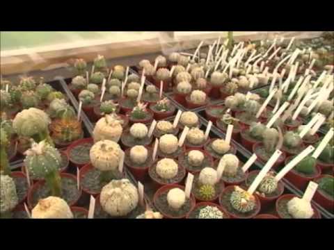 Video: Kaktuse paljundamine nihkega – kaktusepoegade eemaldamine ja kasvatamine
