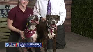 Pet Connection Isabella & Cherokee 3-23-23