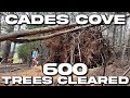 600 fallen trees cleared from cades cove after 90 mph winds