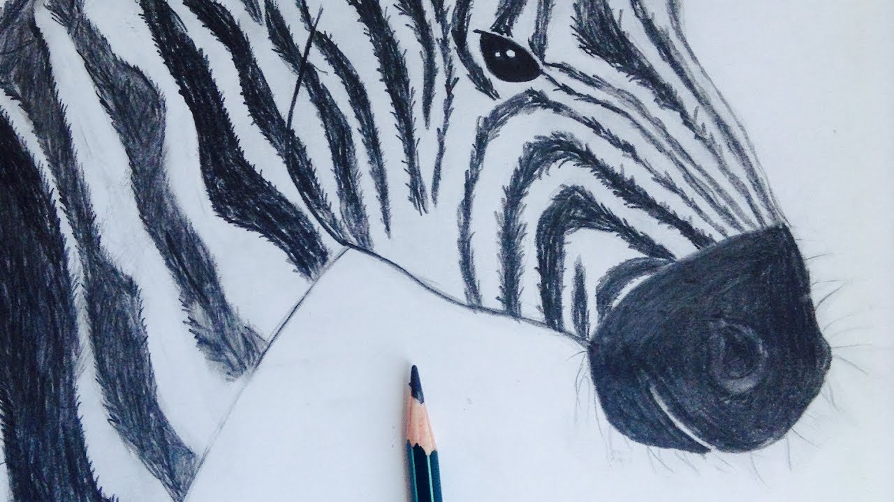 Speed drawing Como dibujar una cebra realista - YouTube