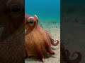 What A Trickster Naturepbs Spyintheocean Octopus Mimicoctopus 