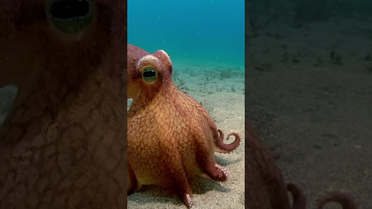 What A Trickster Naturepbs Spyintheocean Octopus Mimicoctopus