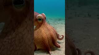 The Mimic Octopus #naturepbs #spyintheocean #octopus