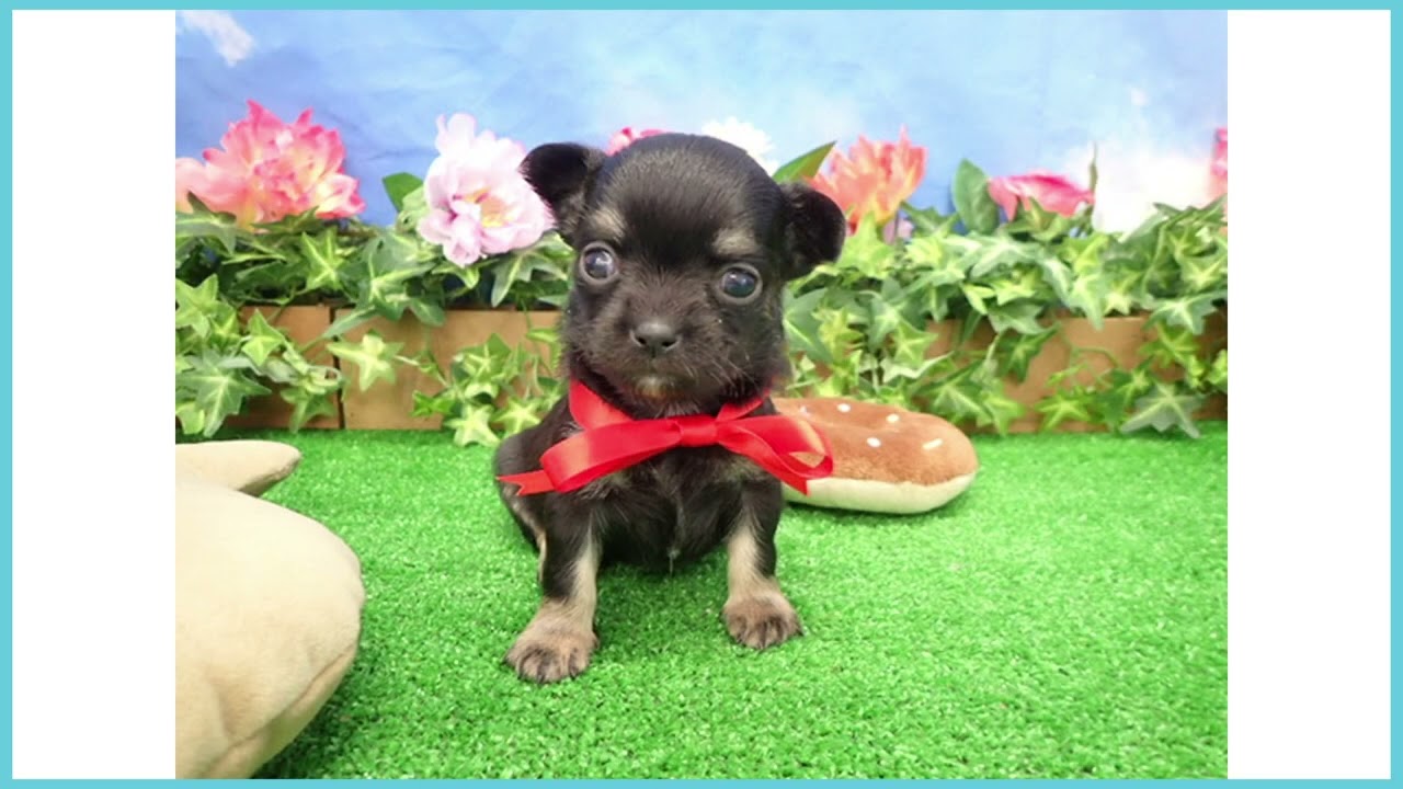 ペットショップcoo&riku No.00750146 チワワ（ロングコート）