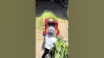 Máy băm cỏ voi, thân cây ngô #o348233oo6 #thapxanh #maybamco #máynôngnghiệp #xuhuong #reels