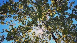 How rain, gusty winds can worsen spring allergies