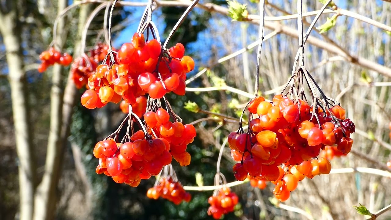 Schneeball (Viburnum) Austrieb im April. Moschuskrautgewächse (Adoxaceae) Lumix dc-fz82 Superzoom