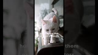 A Cat Lover's Storie |4K Ultra HD video     #fyp #cat #shorts  #pets