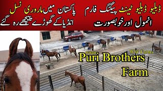 WW Tent Pegging Farms I Colt I Stud I Marwari Horses in Pakistan Part1|| Puri Brothers Farms ||