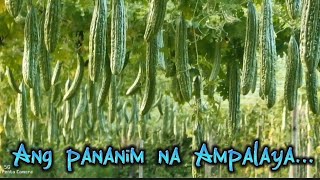Ganito pala magpatanim ng Ampalaya, Cam Norte, Bikol...