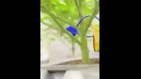 A little underwater action today! V-System increases root production over those other systems.