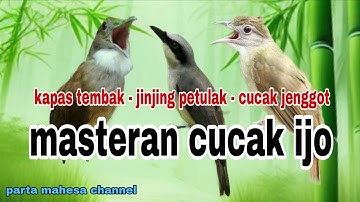 Kompilasi Masteran Kapas tembak - Jinjing petulak - Cucak jenggot‼️Masteran Cucak ijo Tembakan Kasar