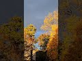 ATM Fall in Traunstein Germany 🇩🇪 😍 💕 #atm #fallseason