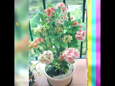 Video: Eng chiroyli Euphorbia guli: parvarish va fotosurat