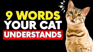 9 words your cat UNDERSTANDS instantly